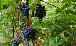 Фото винограда люси черная